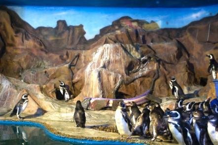 Aquario Aqua Mundo (é o maior da américa latina e ponto obrigatório dos turistas - Foto: Miguel Schincariol