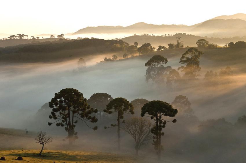 Nascer do sol com a beleza dos pinheiros do Paraná - Foto: Heris Luiz Cordeiro Rocha (Licença-cc-by-sa-3.0)