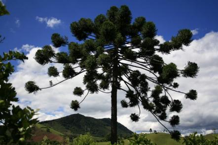 Araucárias do Sul de Minas - Foto: Sergio Mourão
