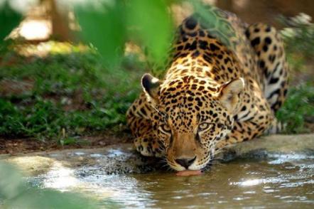 Barão de Melgaço - Onca preservacao Brasil-afp - Foto: Alemão Astolfo