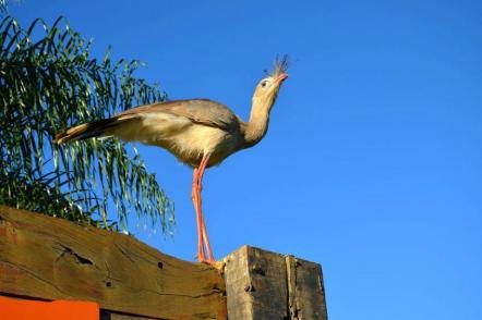 As Siriemas (São aves muito comuns em Bonito - Foto: Sergio Alexandre Korndorfer (Licença-cc-by-sa-3.0)
