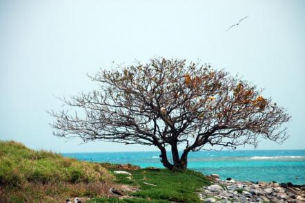 Caravelas - Arquipélado de Abrolhos - Foto: João Ramos - Bahiatursa