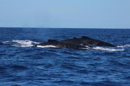 Praia do Forte - Show das Baleias Jubarte - Foto: Vanessa Casaes - Setur