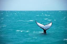 Arquipélago de Abrolhos - Foto: João Ramos - Bahiatursa