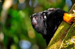 Saqui de Mãos Douradas - Foto: WWF-Brasil - Luciano Candissani