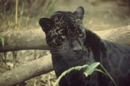 Jaguar - Foto-Ron Singer (Licença-Domínio Público)