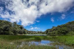 Parque estatal Mata do Zumbi - Foto: Bart Van Dor