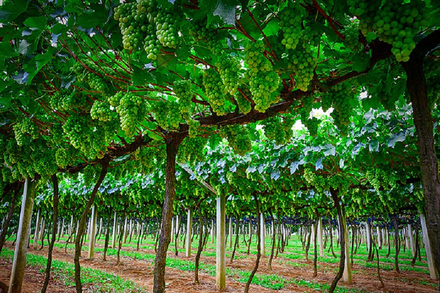 Roteiro do Vinho2 - São Roque-SP - Foto: Sergio Luiz Jorge - Expressão Studio