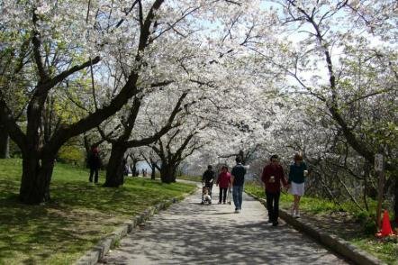 Primavera no High park - Foto: Chensiyuan