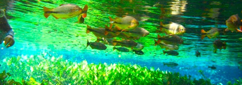 Cidade de Bonito - Lagoas com peixes coloridos - Mato Grosso do Sul